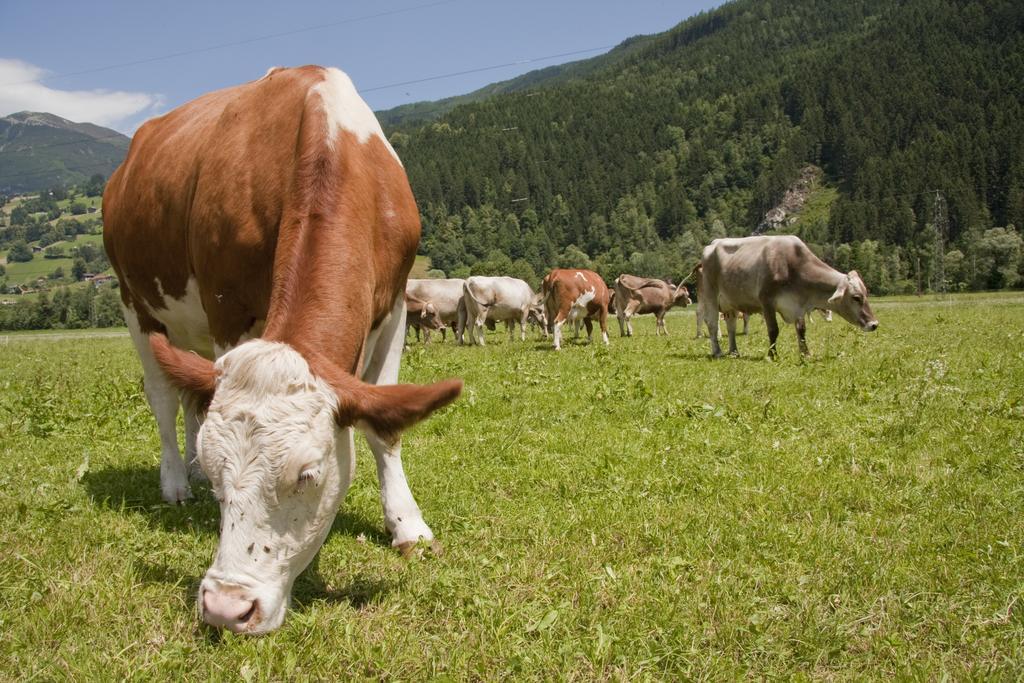Martlerhof Lägenhet Aschau Im Zillertal Exteriör bild