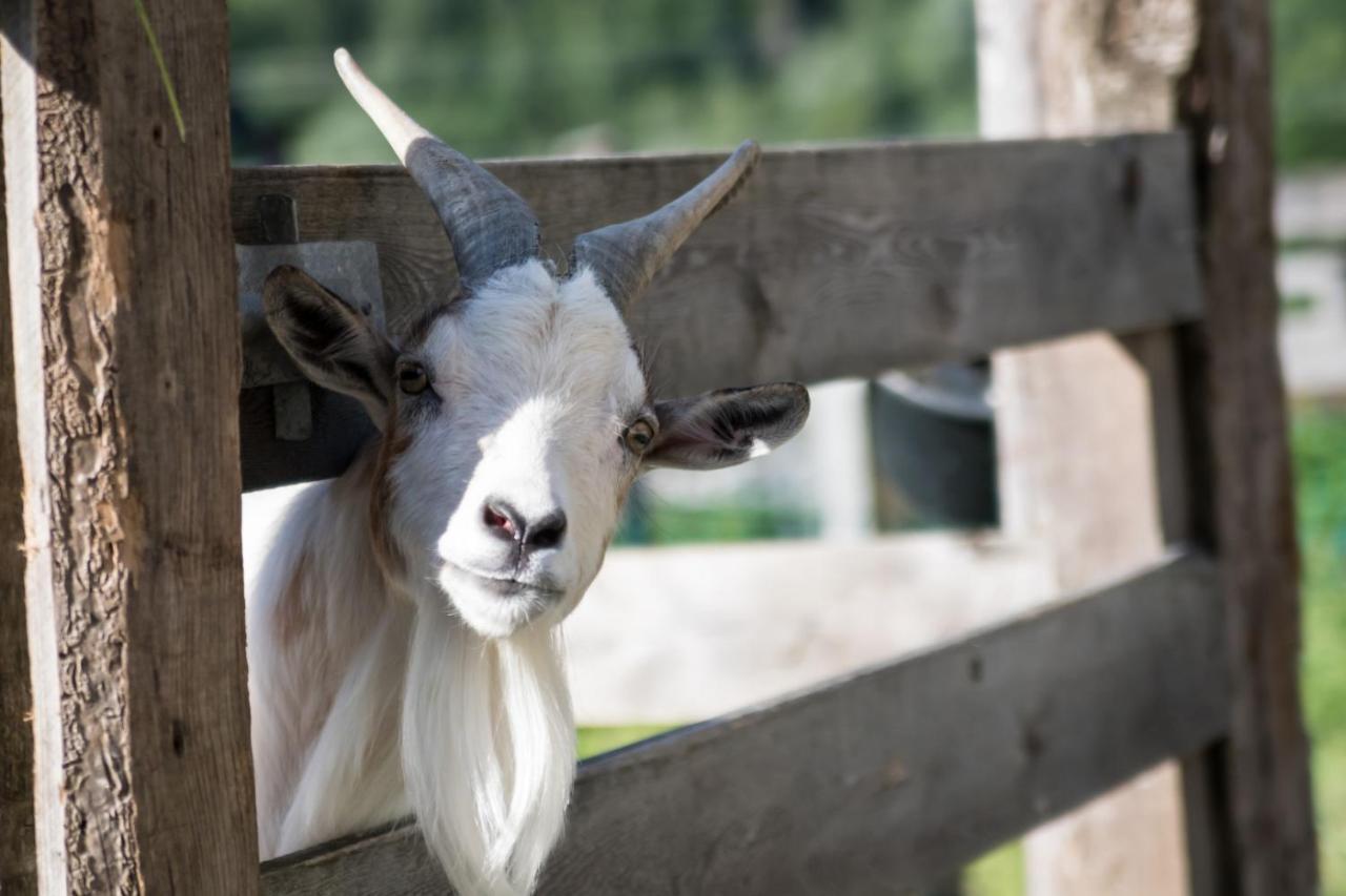 Martlerhof Lägenhet Aschau Im Zillertal Exteriör bild